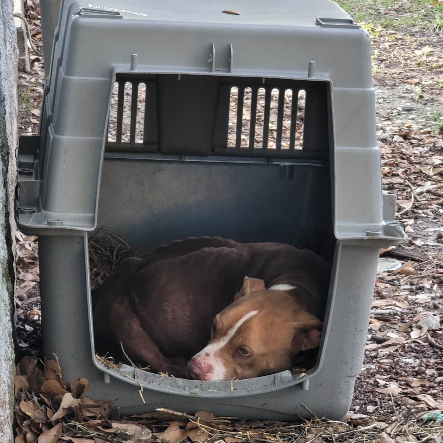 Abandoned dog lying in the box