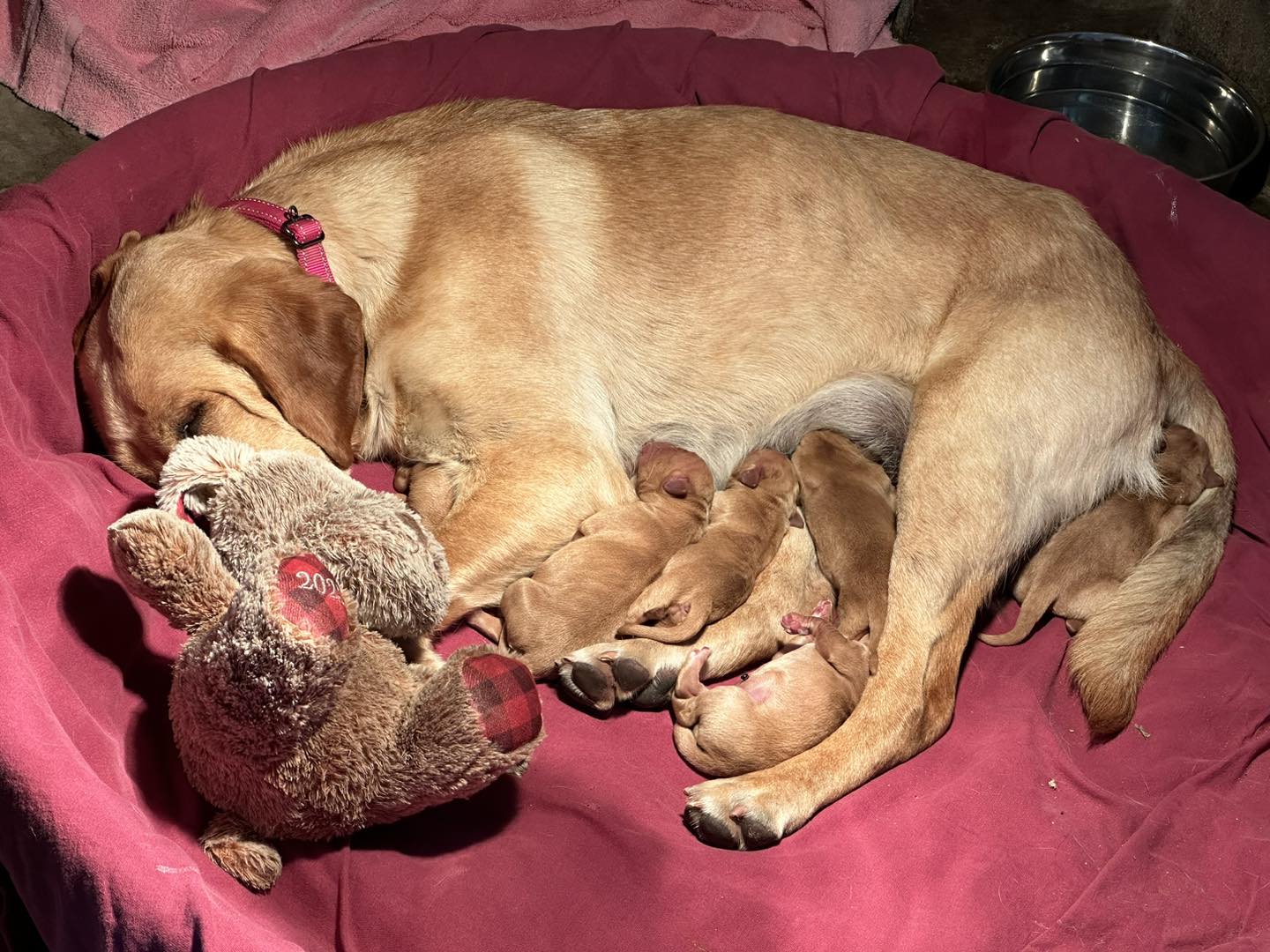 Mother dog feeding puppies