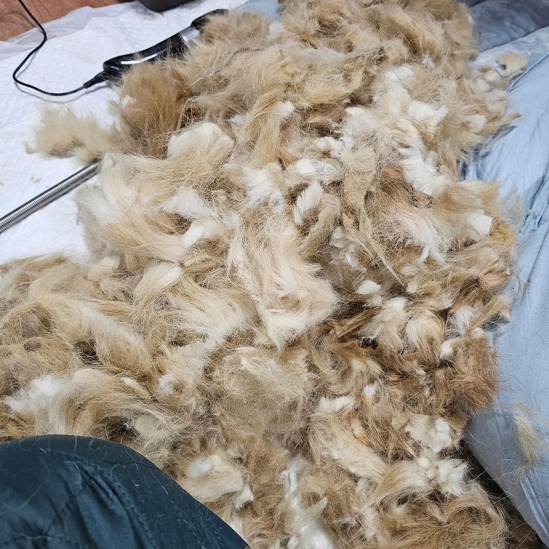 Shaved dog's fur