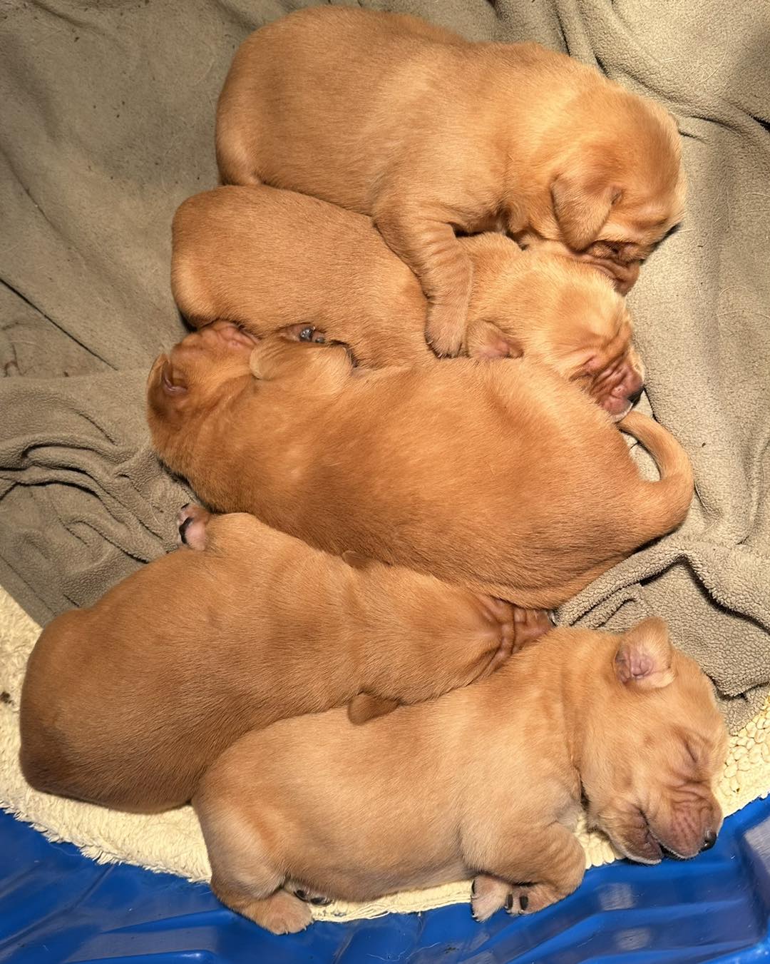 Two week old puppies