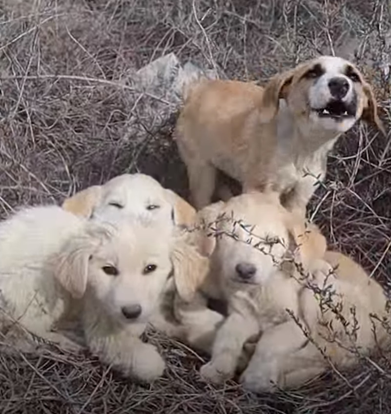 Abandoned puppies in the meadow