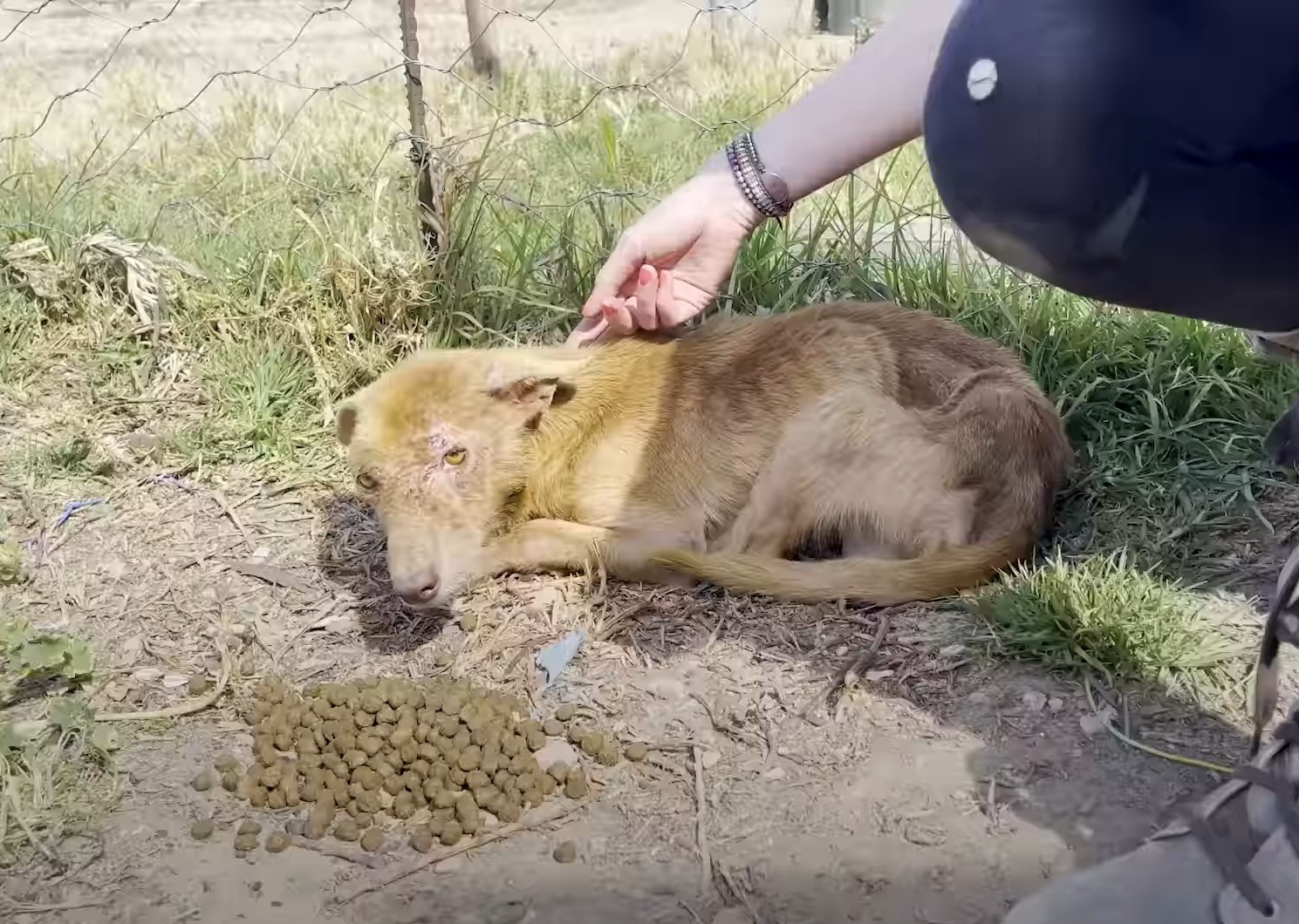 abandoned three-legged dog