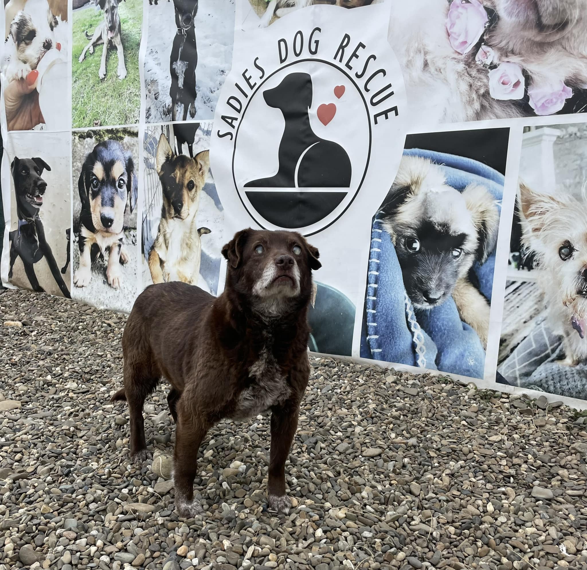 Blind dog standing in front of the rescue memorable wall