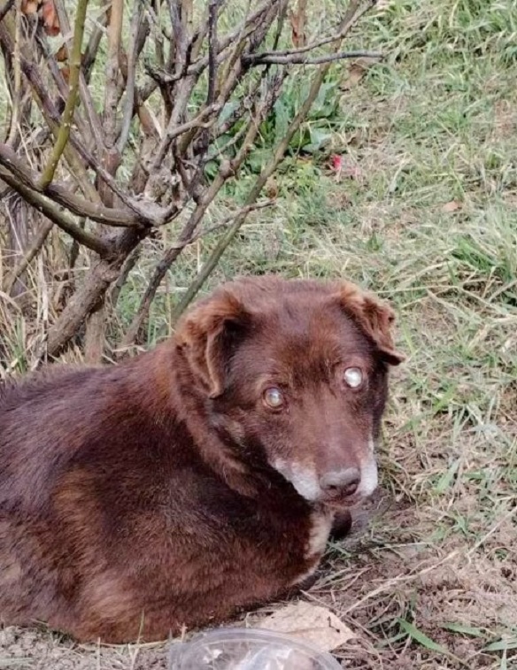 Blind dog standing outdoor