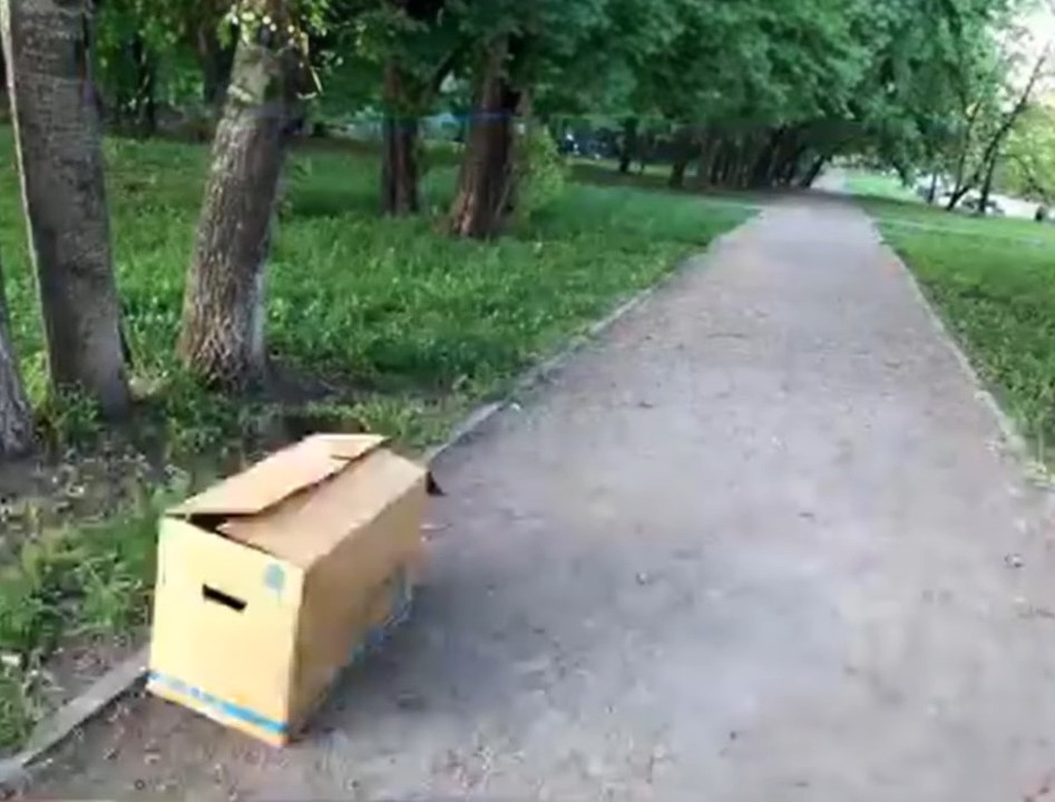 Dog in a Box