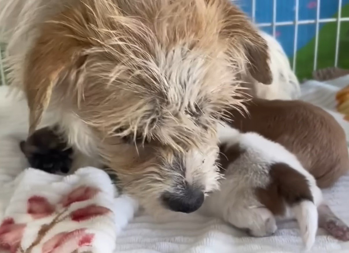 Close-up of dog with puppies