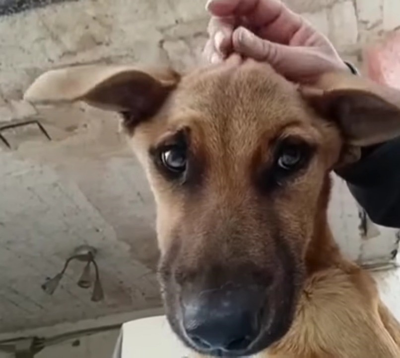 Rescued Dog Close-Up