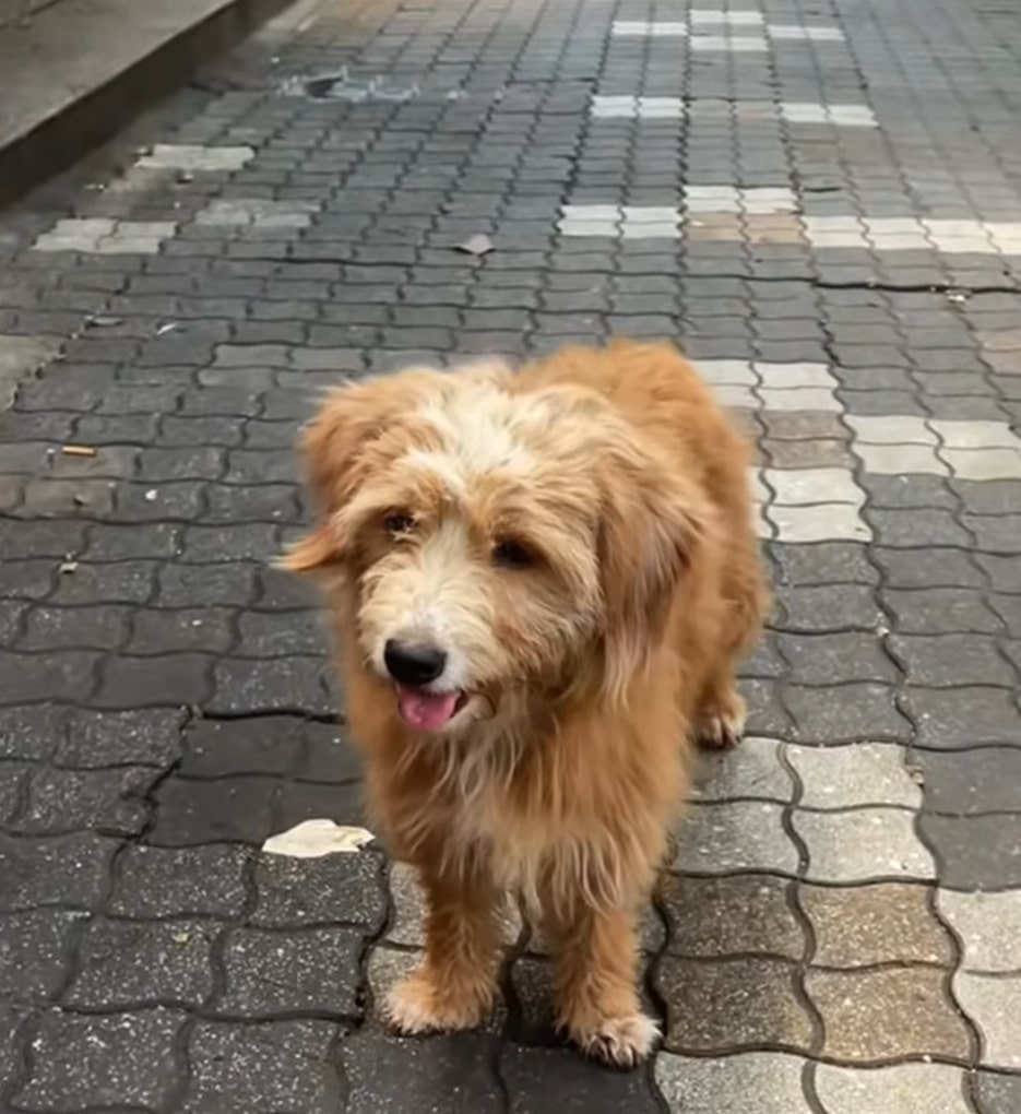 Cute brown dog standing outside