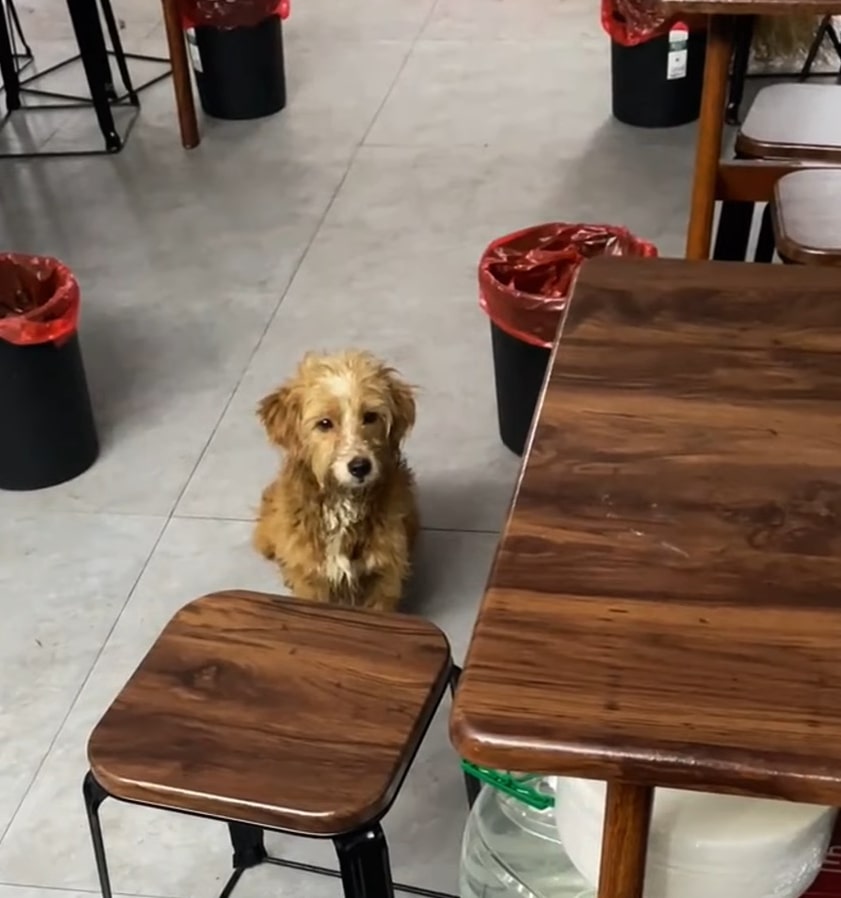 Cute dog in a restaurant