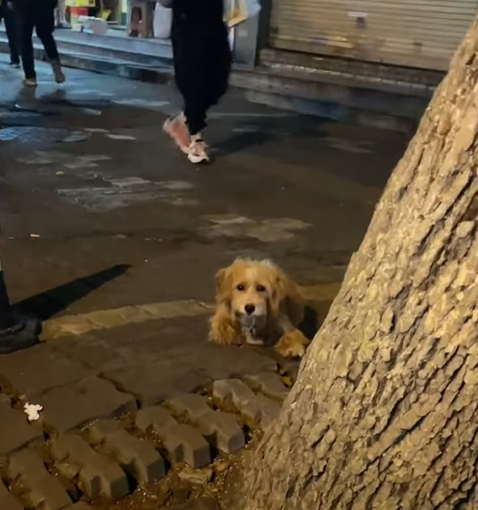 Cute dog laying behind the tree