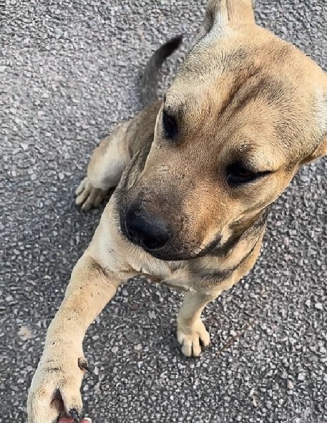 cute dog sitting on a road