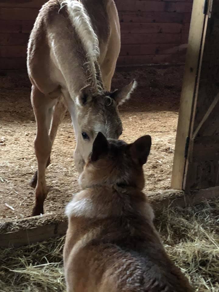 cute foal with dog