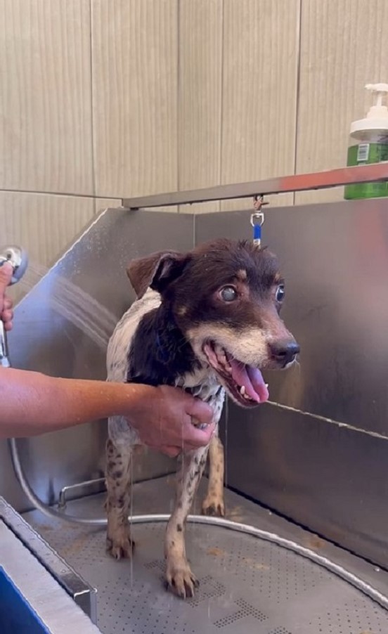 dog being bathed