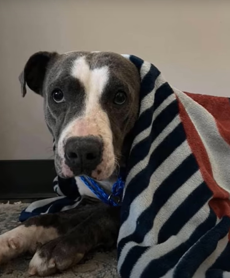 dog laying under the blanket