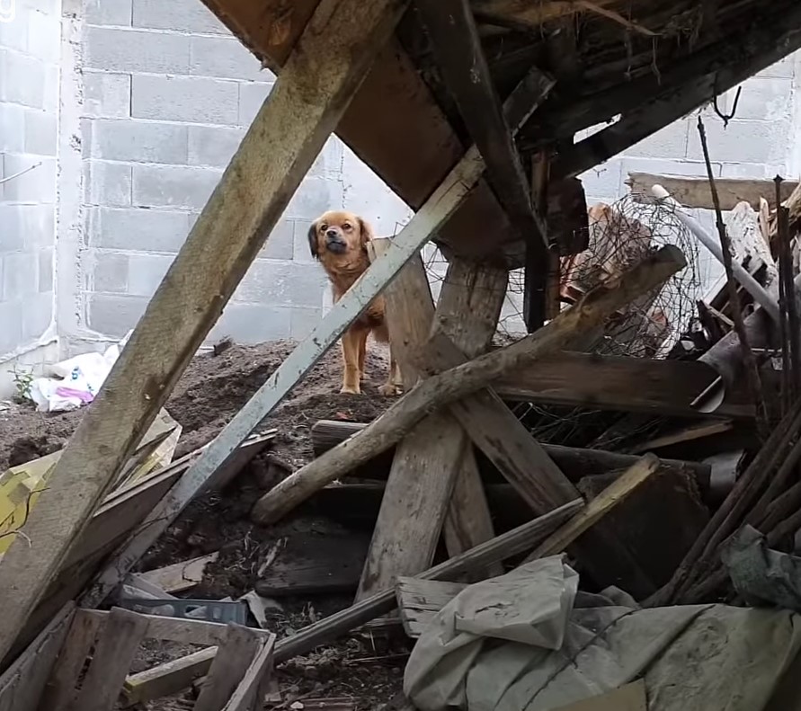 Dog on a pile of wood