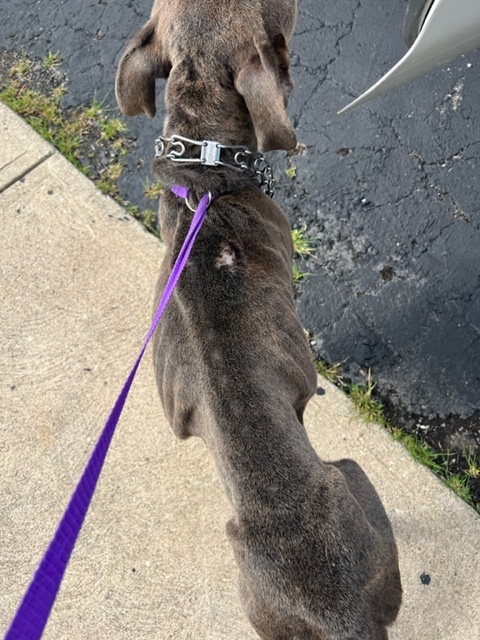 Dog on a purple leash