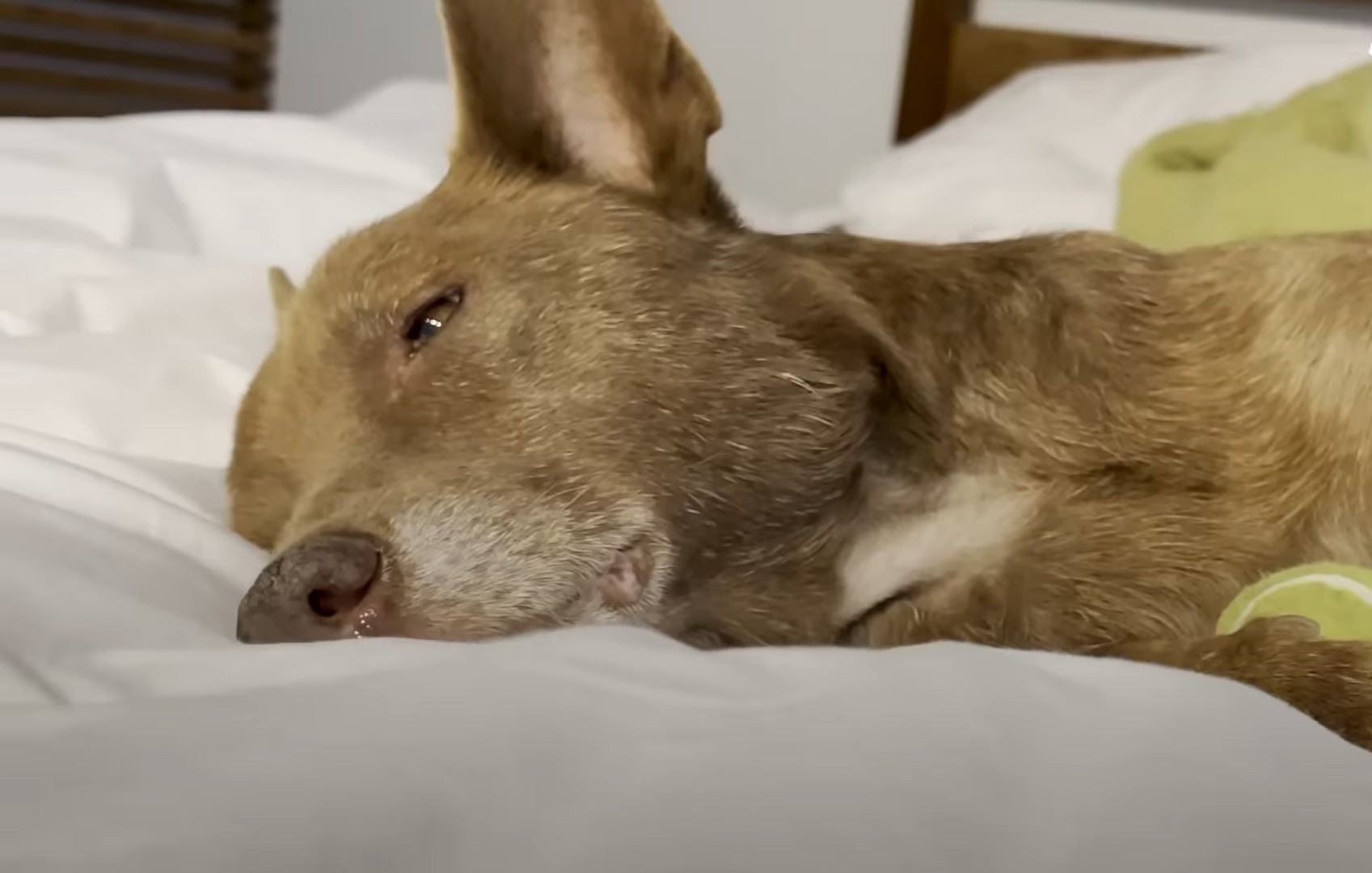 dog on bed almost sleep