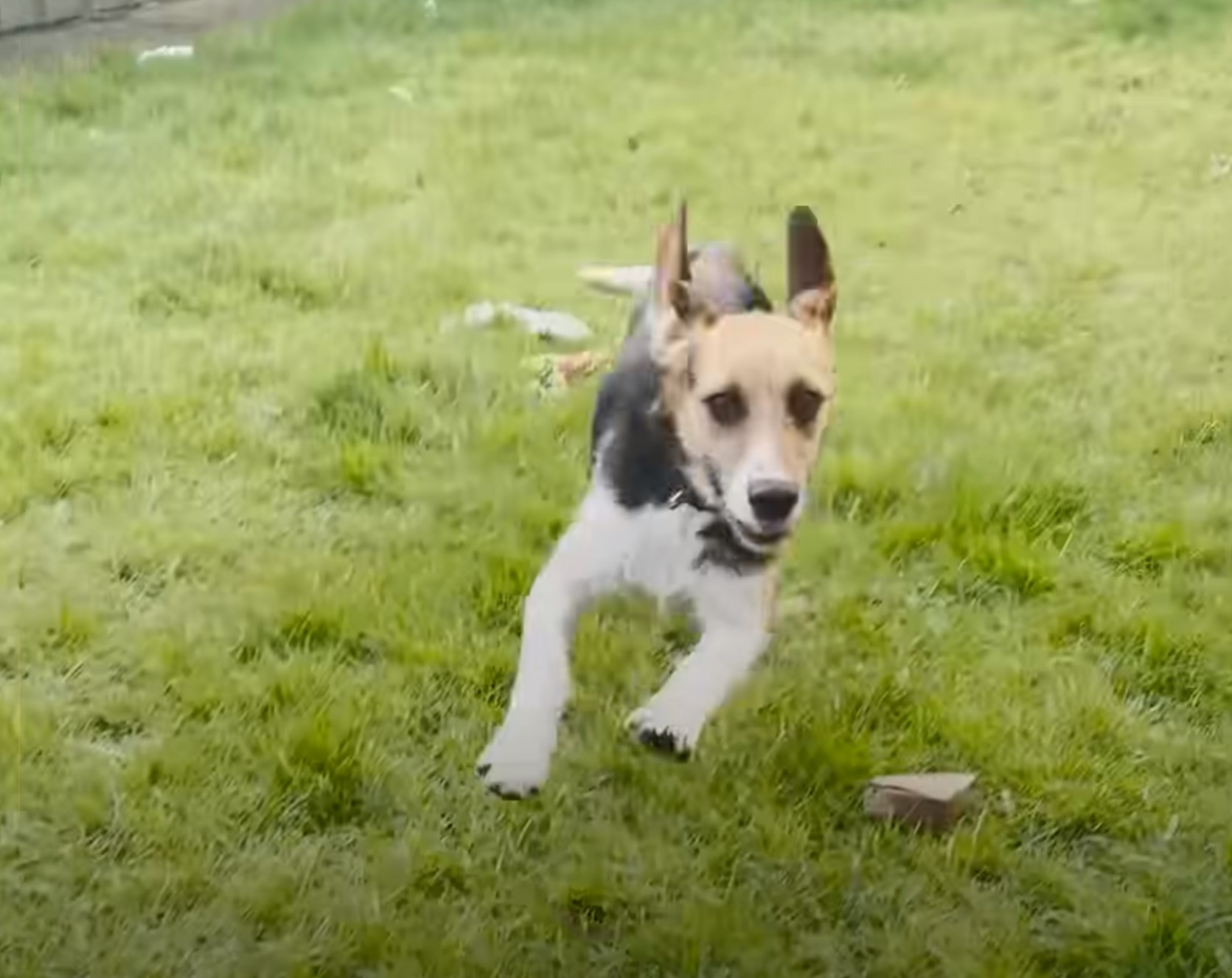 dog running on grass