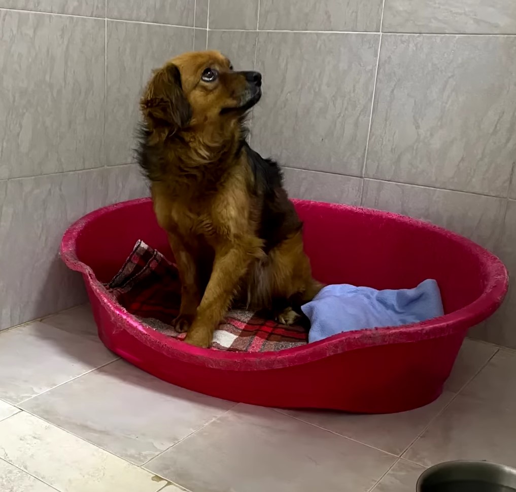 Dog sitting in a red bucket