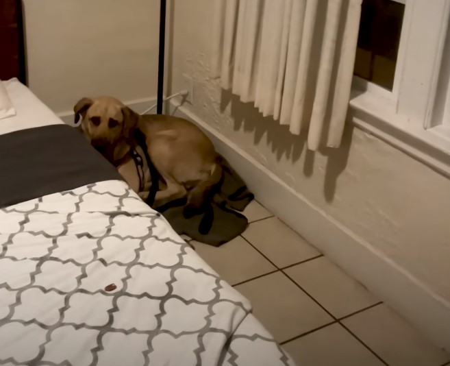 dog sitting in the corner of the house