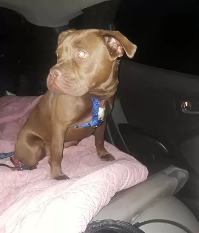 dog sitting on a pink blanket in a car