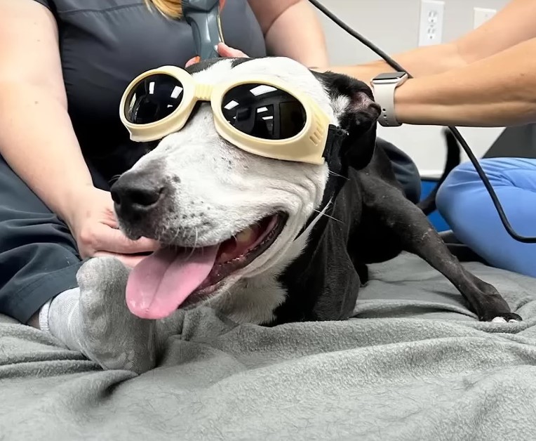 Dog with big sunglasses