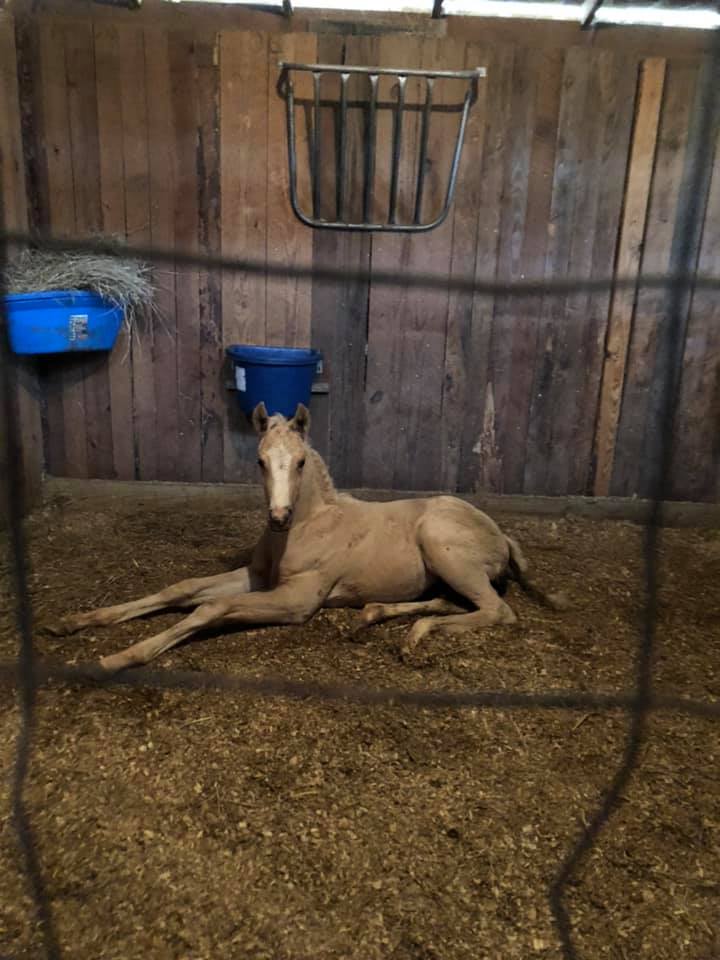 foal in the cowshed