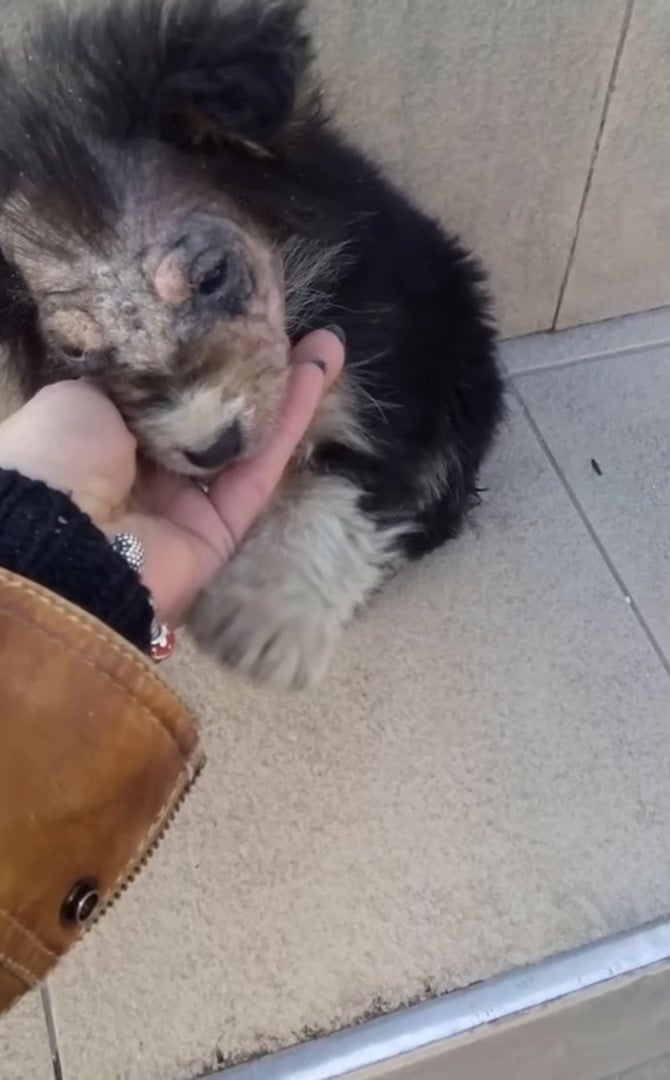 Hand holding puppy's head