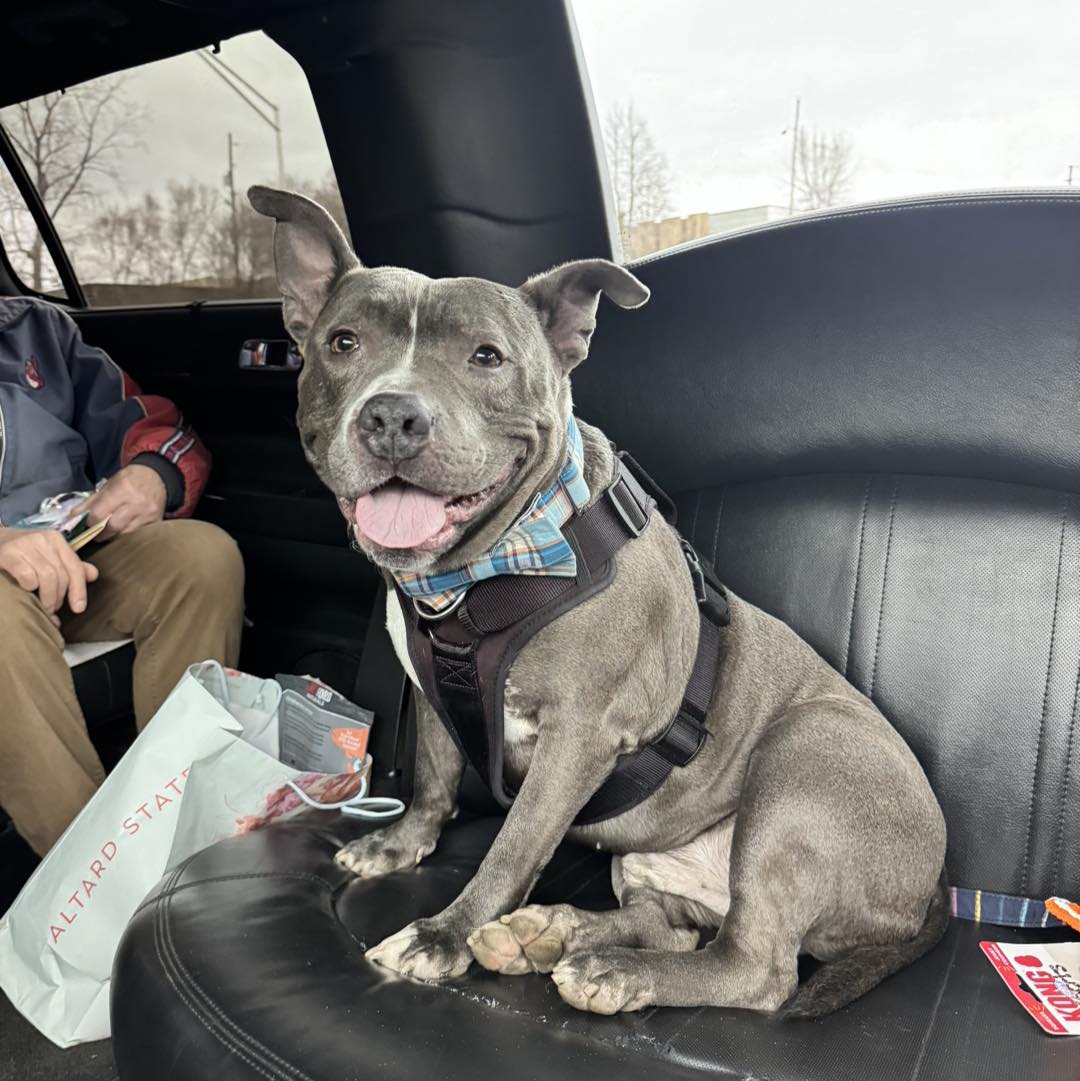 Happy black dog in a car