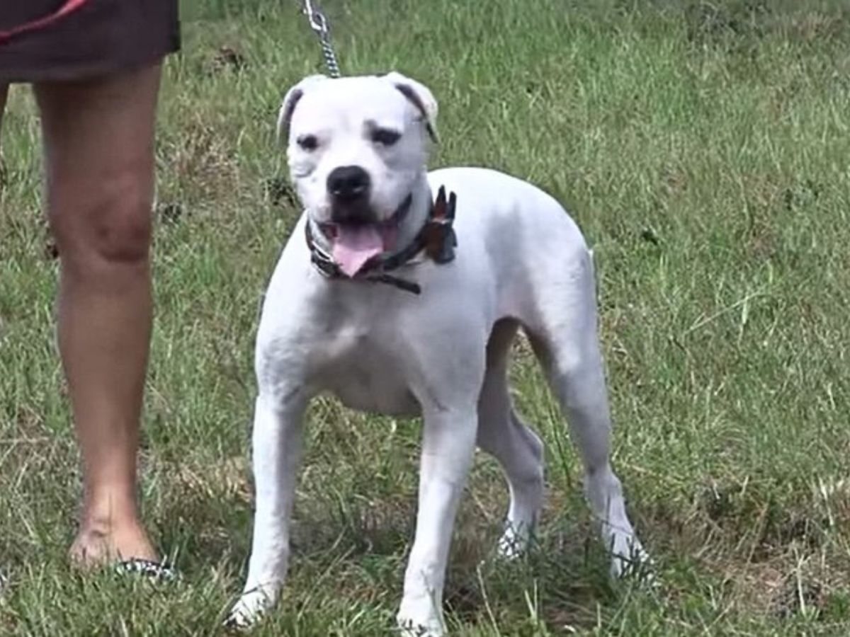 healthy dog standing on grass