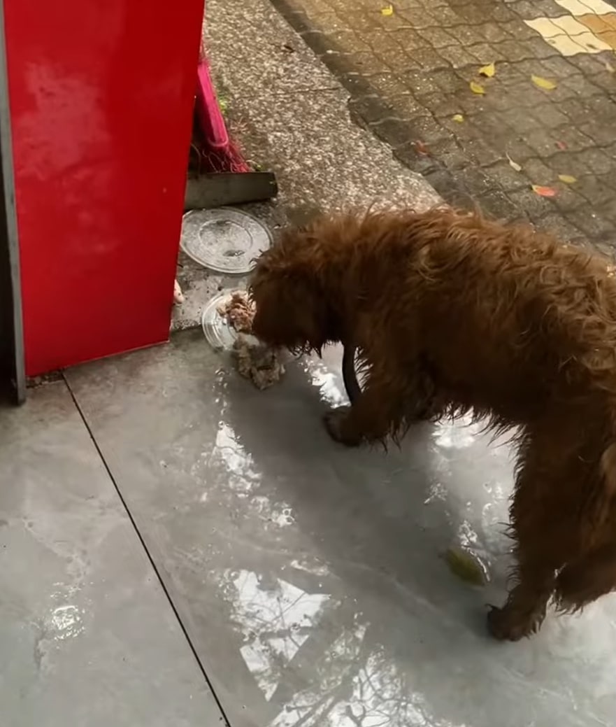 Hungry dog eating