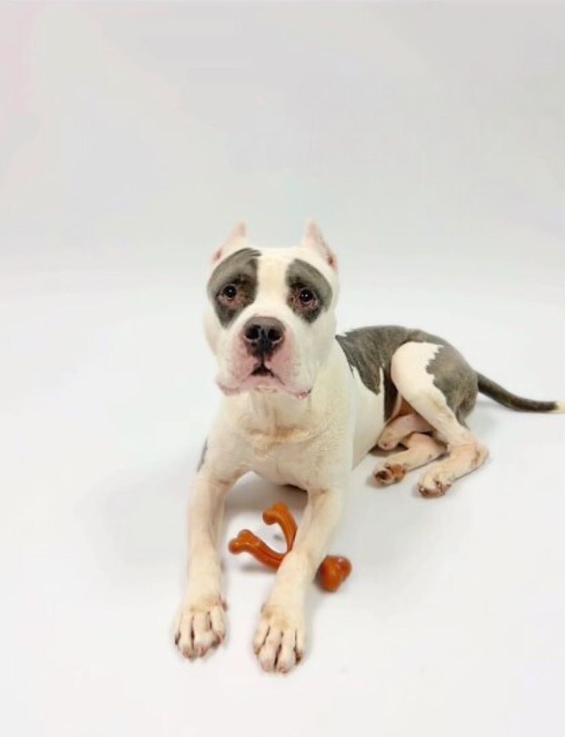 little dog laying with ball