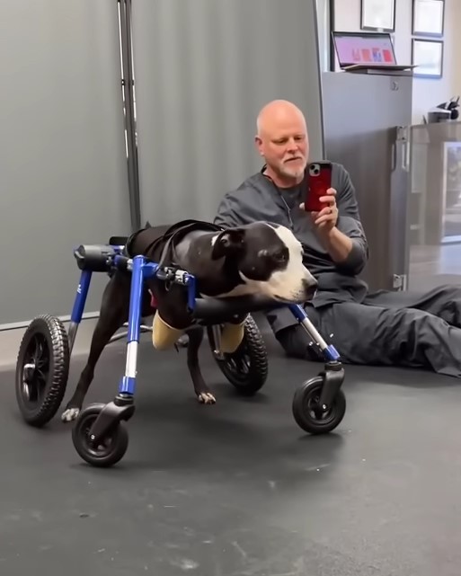 Man taking picture of a dog with prosthetic legs