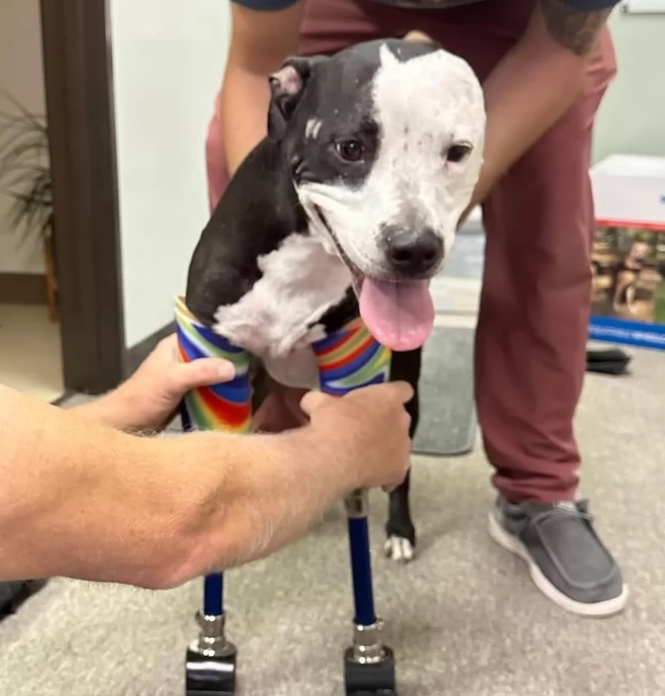 Men helping two-legged dog