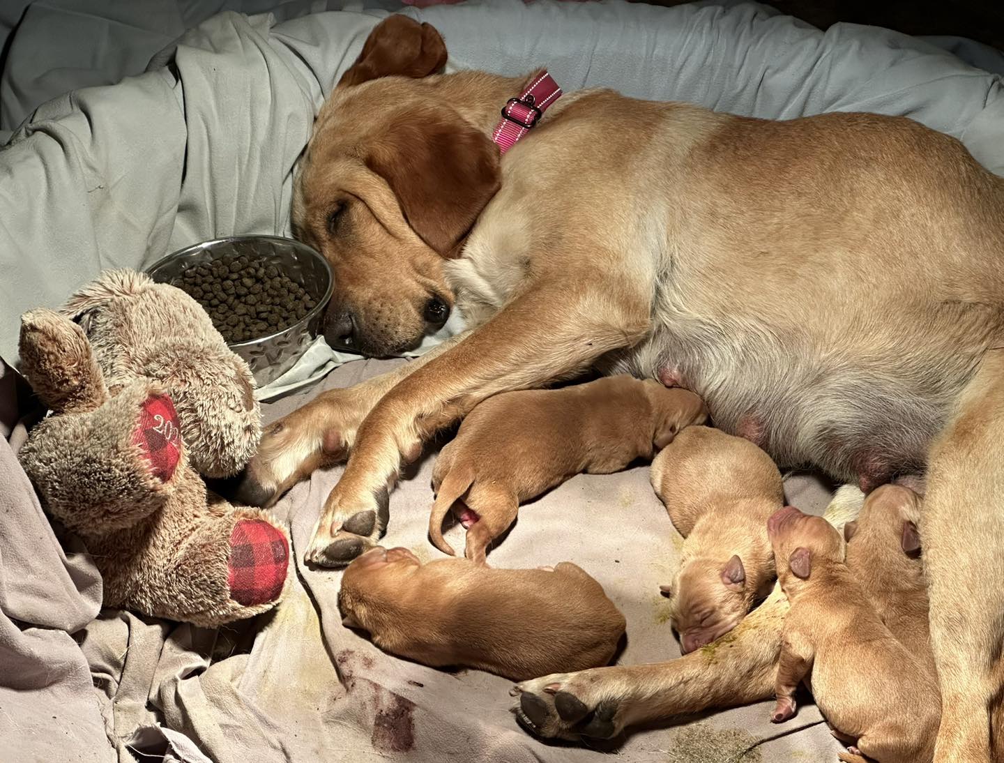 Mother dog and puppies sleeping