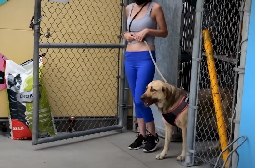 owner walking the dog on the leash