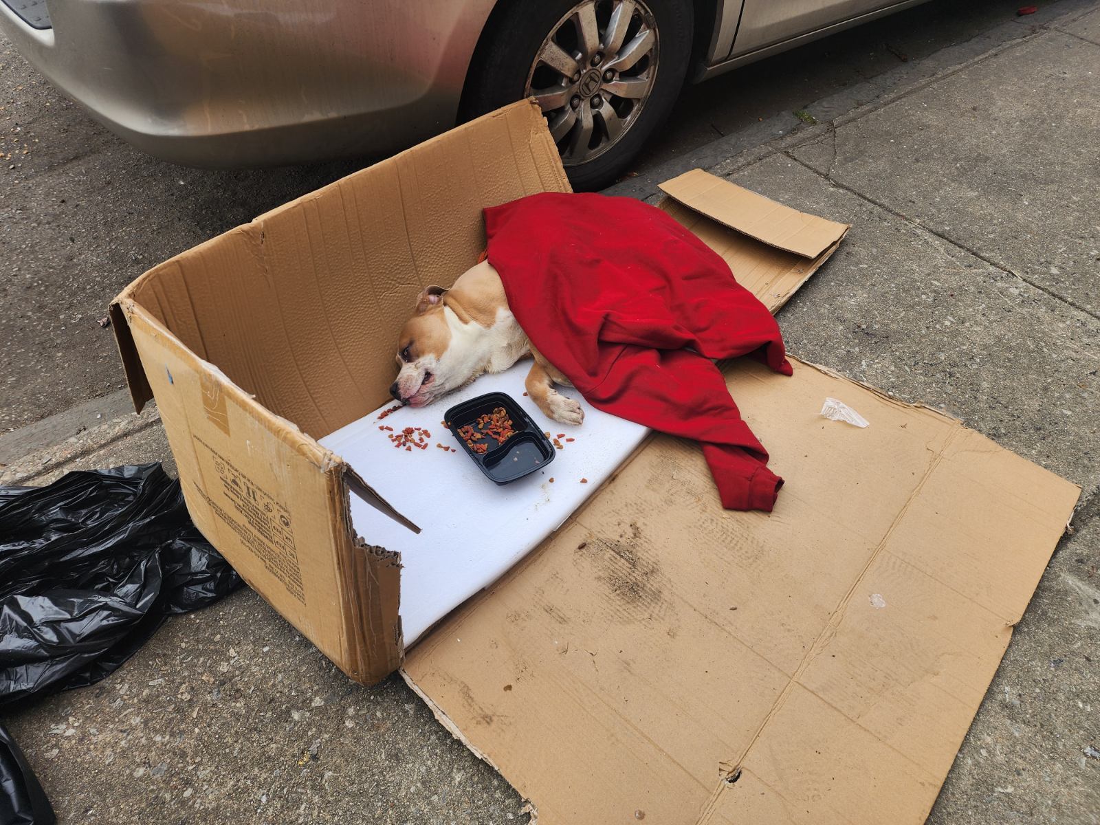 Paralyzed dog on a cardboard box