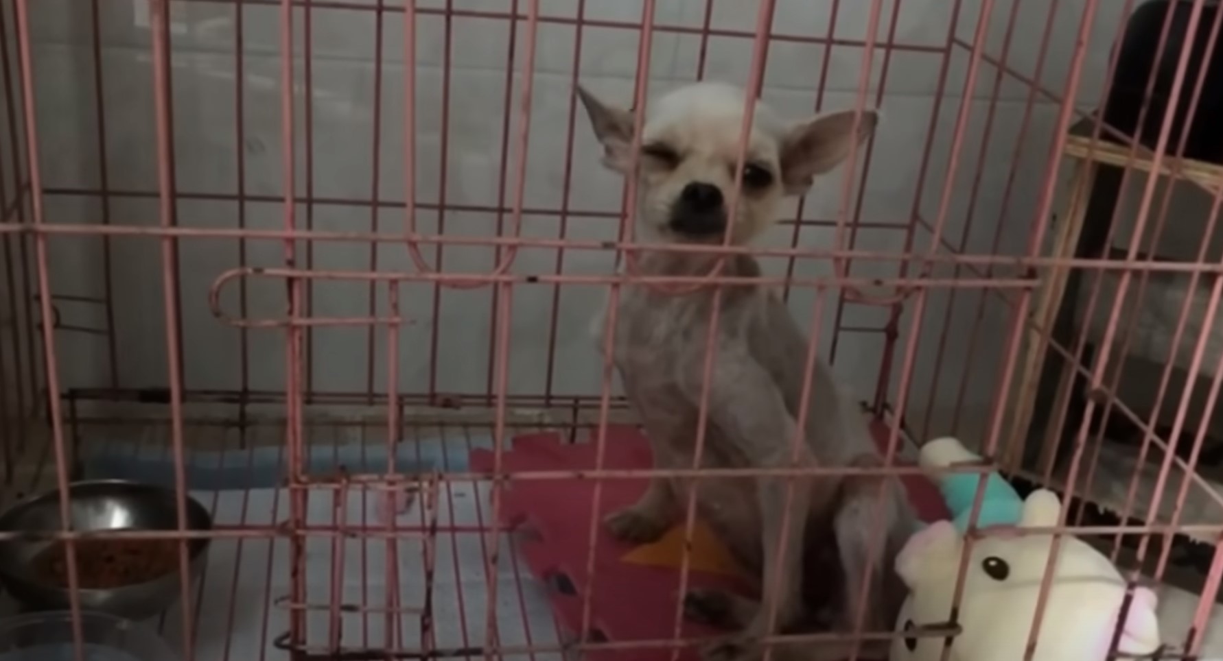 Pup in a kennel