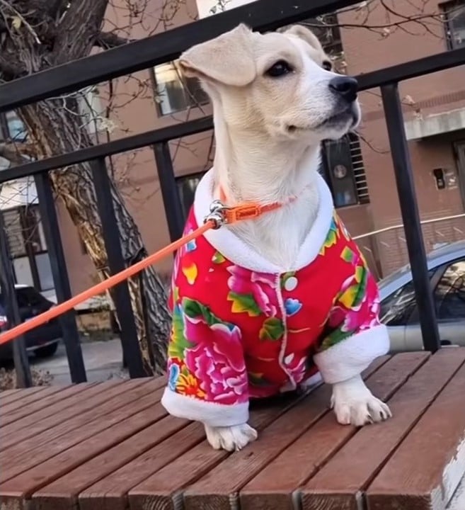 Photo of puppy wearing a colorful jacket