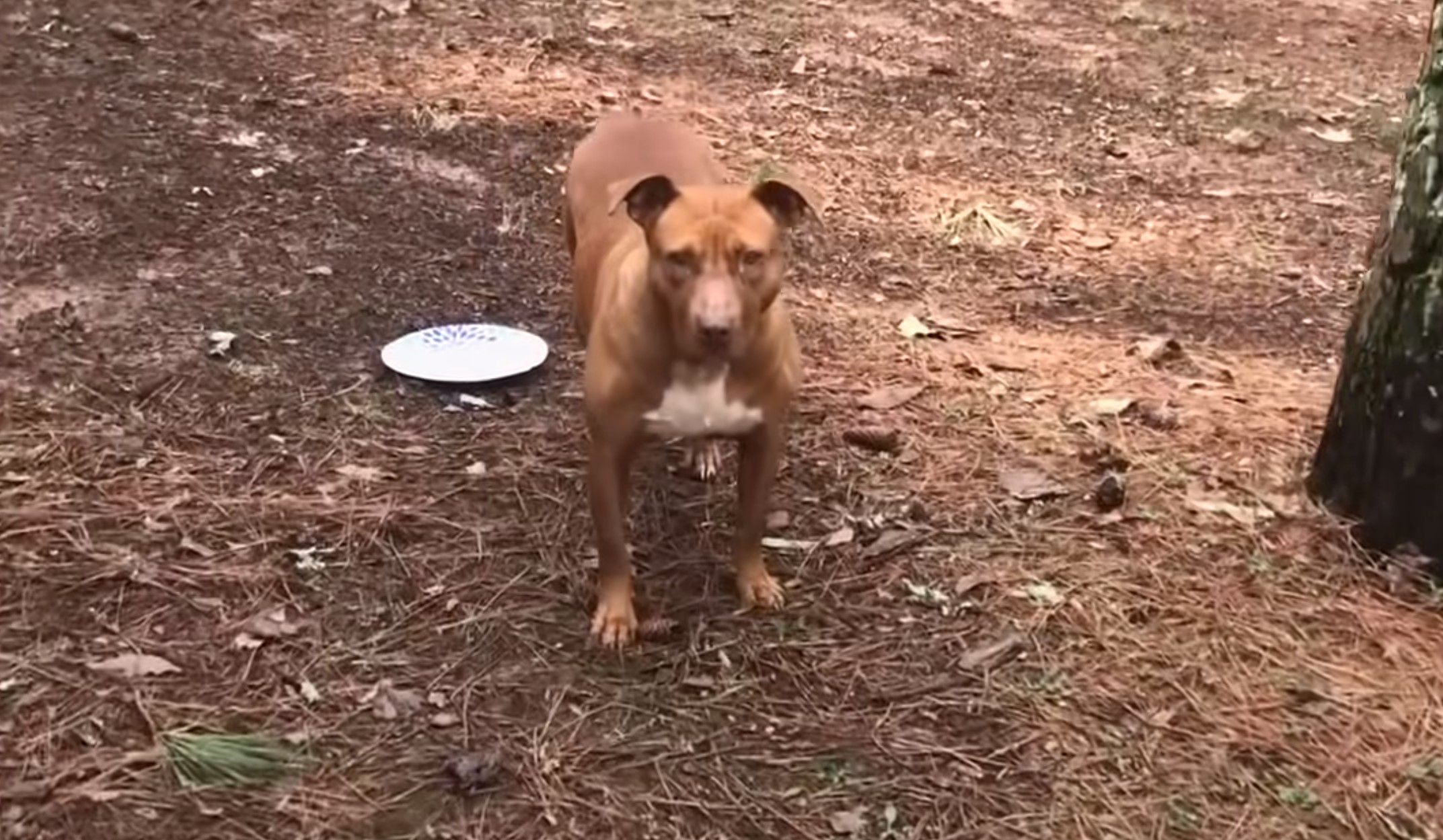 pitbull looking at the camera