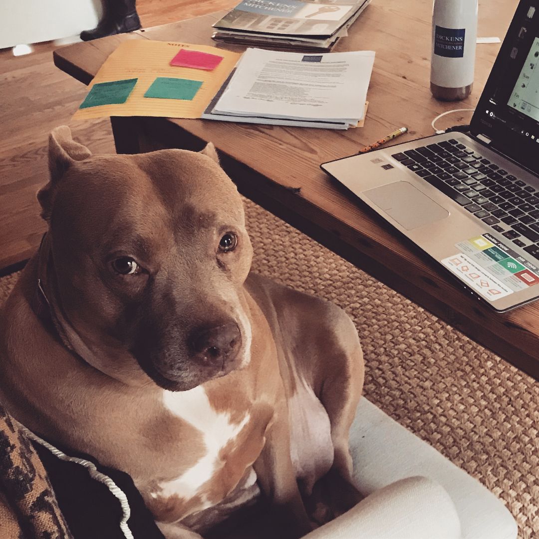 pitbull sitting in a chair