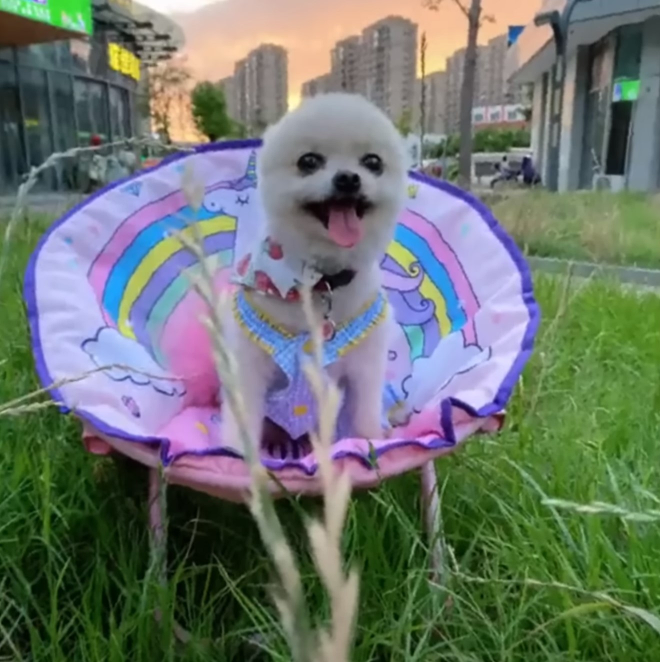 Pup in a colorful chair