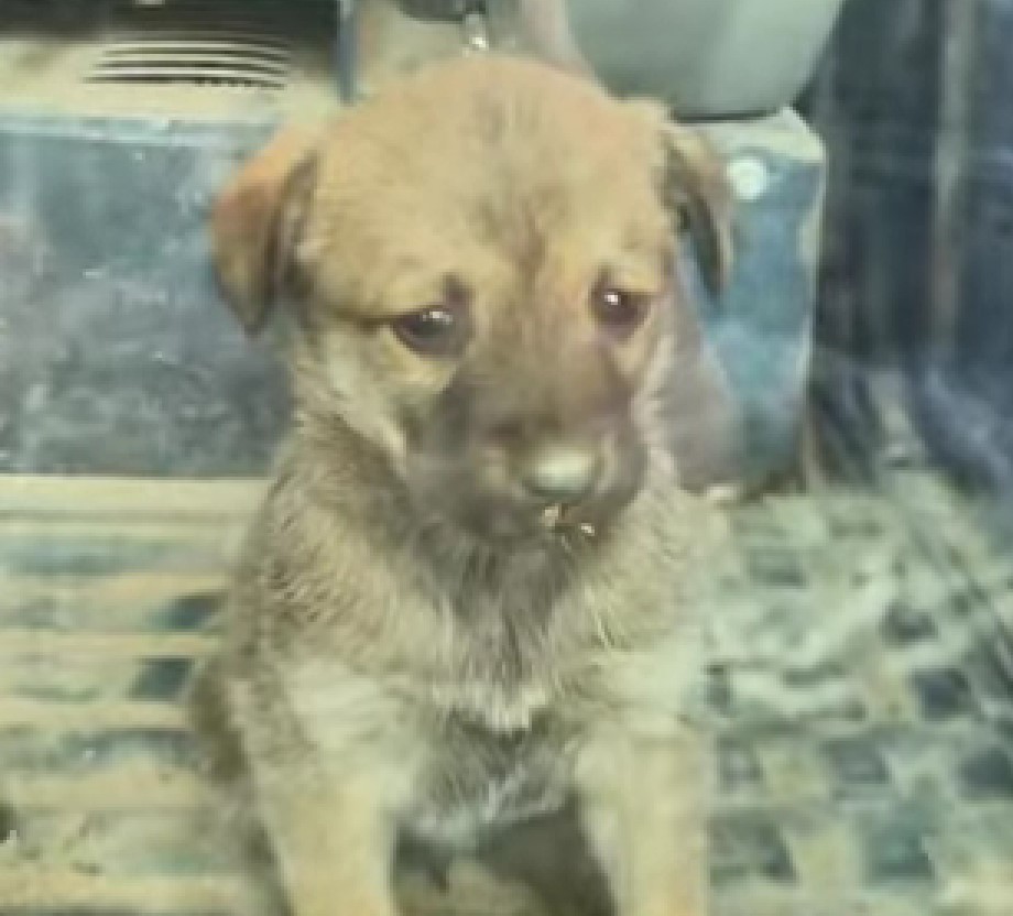 puppy covered in dust