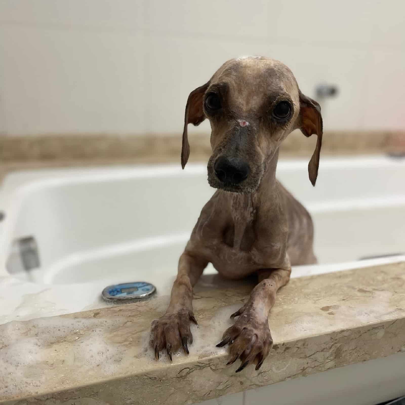 Puppy in a bathtub after his first bath