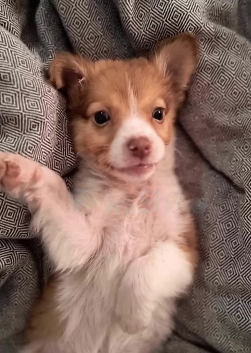 Puppy laying on his back