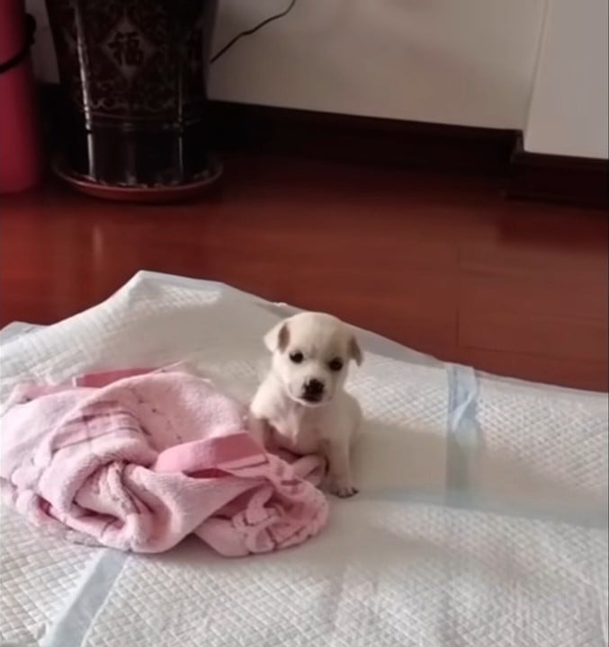 Puppy sitting on a mat