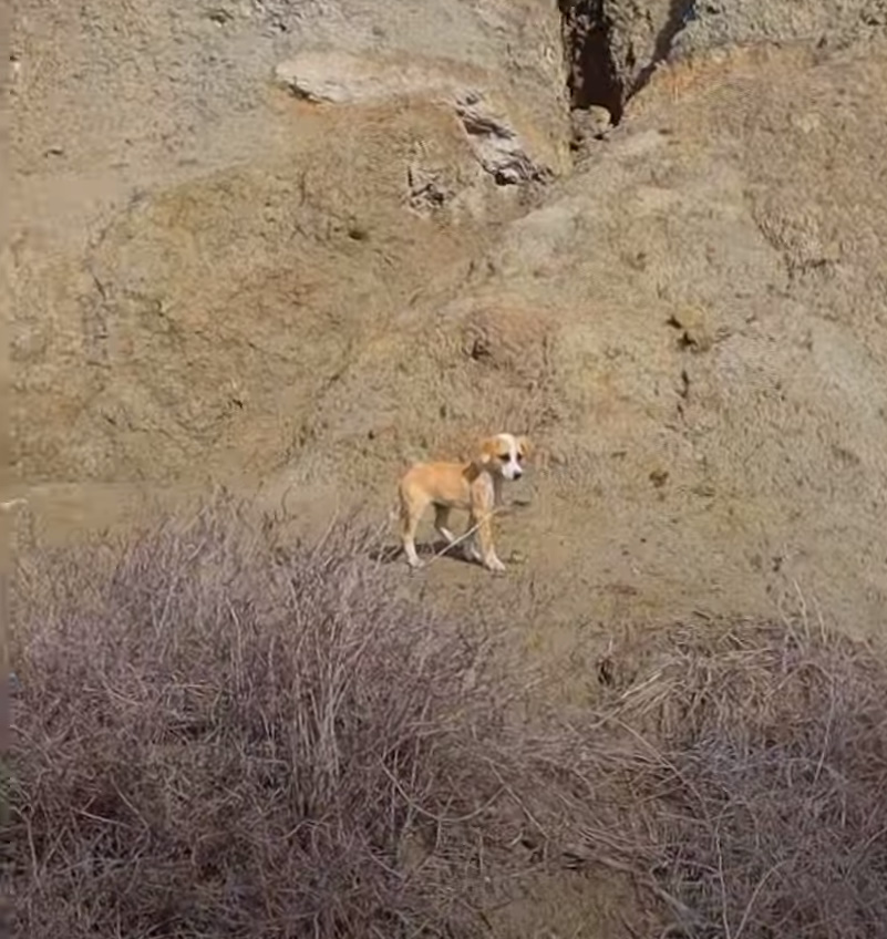 Puppy walking outdoors alone