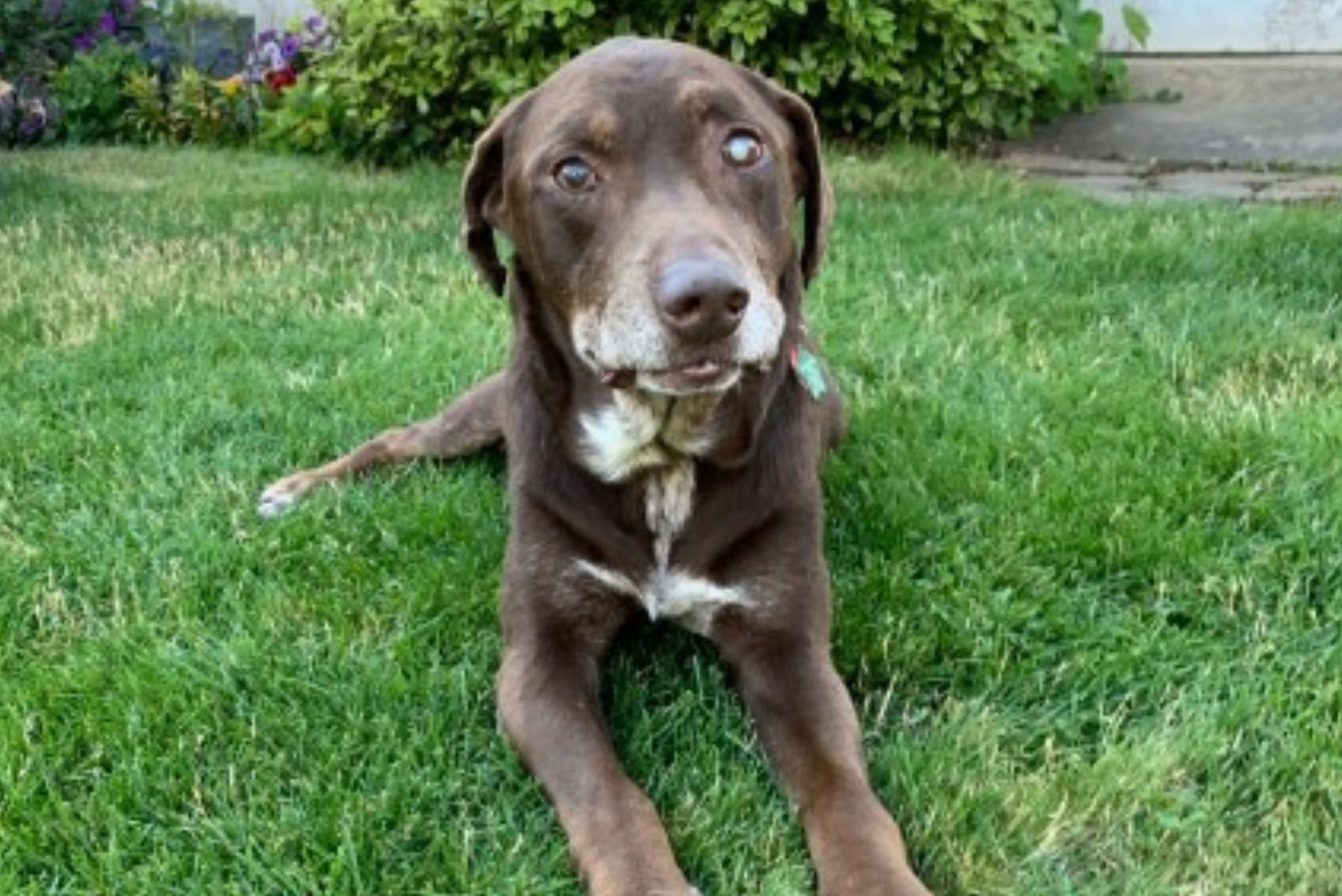 Senior dog on the green grass