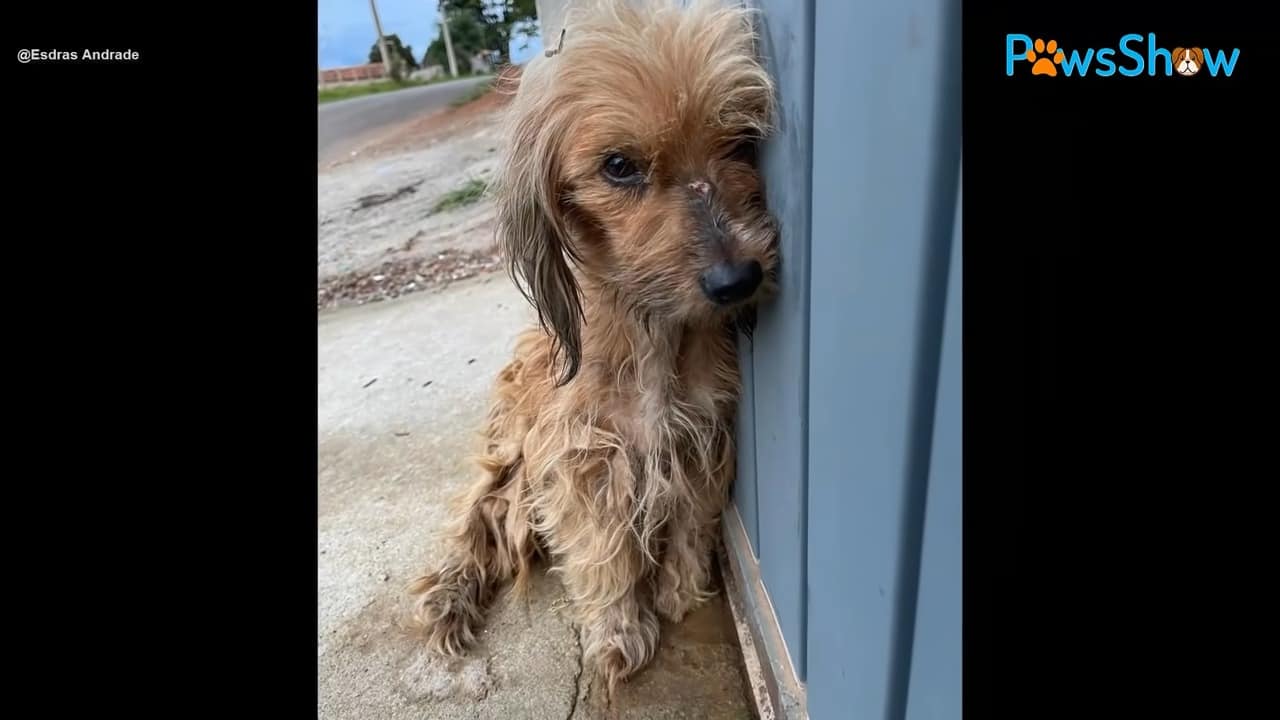 Sick and traumatized puppy on the street