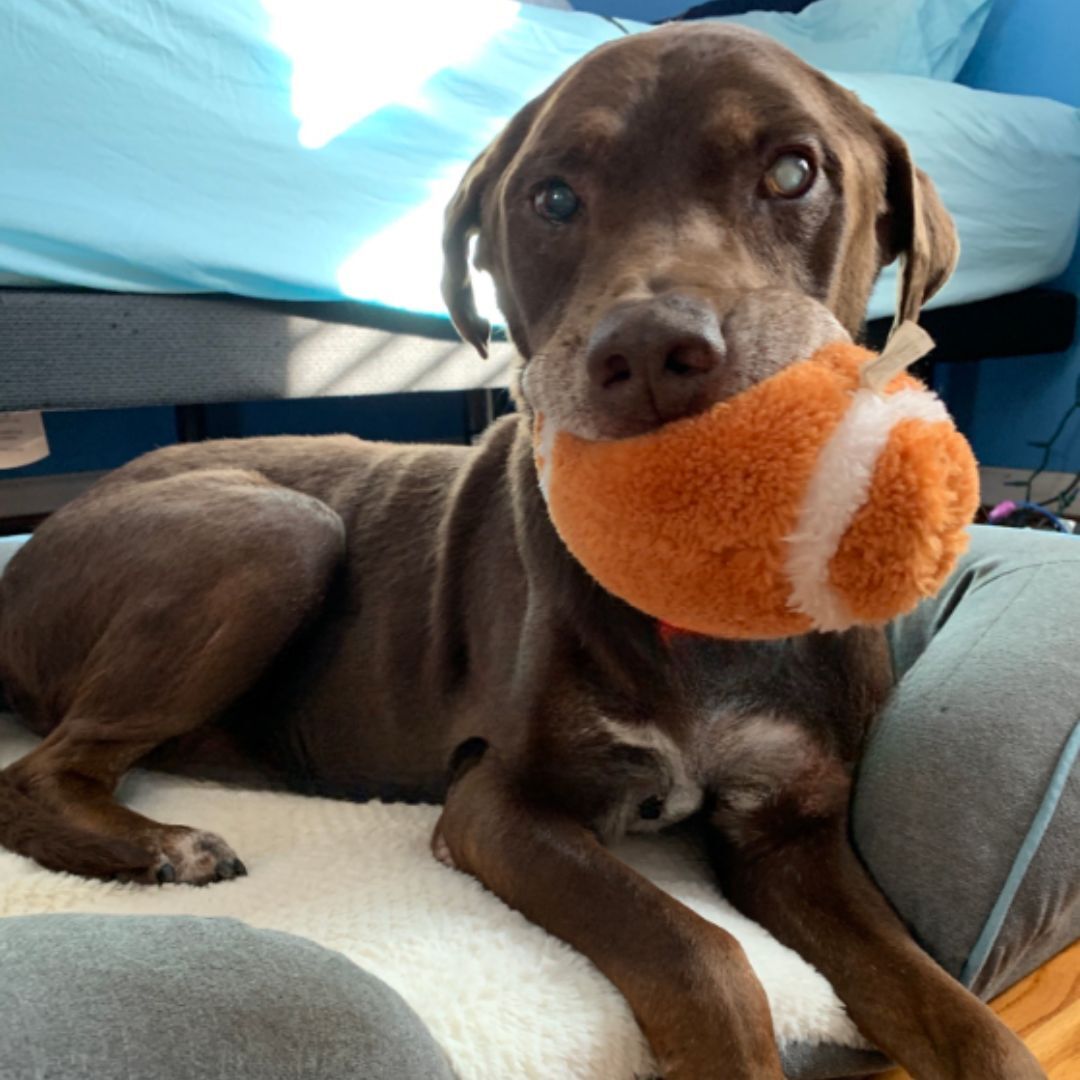 Sick senior dog with toy in mouth